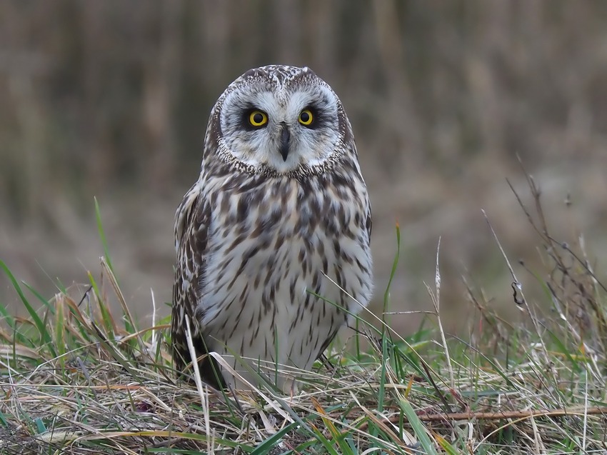 Gufo di Palude ( Asio flammeus )